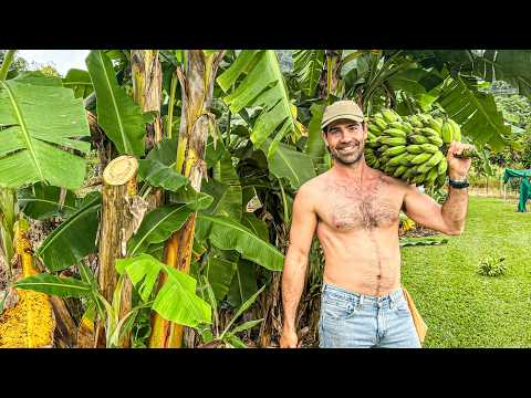 My Journey to being Self Sufficient (Tropical Australian Homestead Tour)