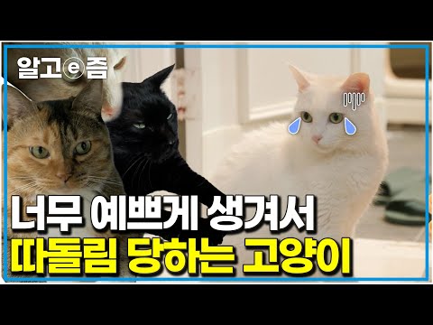 "질투 심한 고양이들" 이뻐도 너무 예쁜 고양이, 가만히 있어도 괴롭힘당하는 억울한 고양이의 이야기｜고양이를 부탁해｜알고e즘