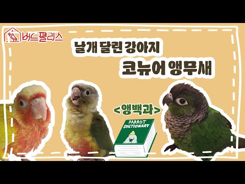 Dog... no, a puppy-like parrot! Let's learn about conures.