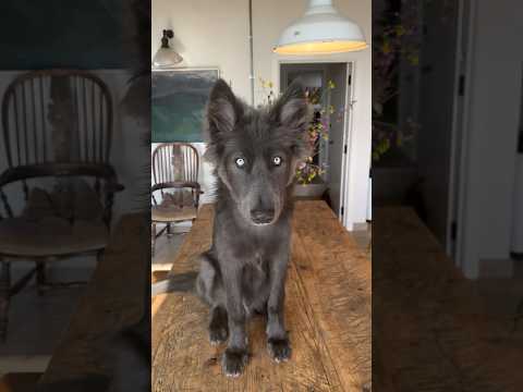 Cutest Blue Wolf Howl -  #bluewolfdog #wolfhowling