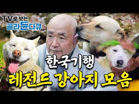 ⚠️귀여움 주의⚠️ 많은 이들에게 사랑받은 한국기행 속 강아지들 모음｜인간과 반려견들의 특별한 우정｜꼬물이 새끼부터 똑똑한 댕댕이들까지 힐링 그 자체인 영상｜한국기행｜#골라듄다큐