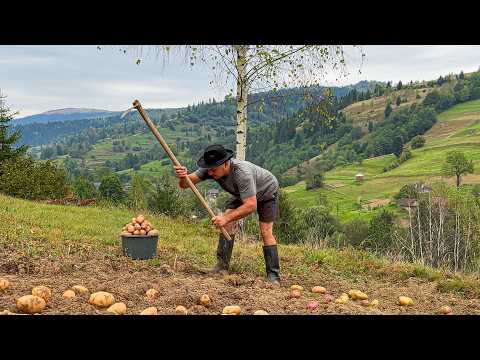 Carpathian Life and Potato Harvest in the Village