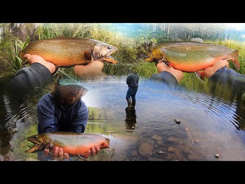 HOW DO BROOK TROUT GET THIS BIG??!! (Catch, Cook, Camp)
