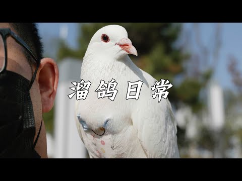 带我家傻鸽遛弯的日常~