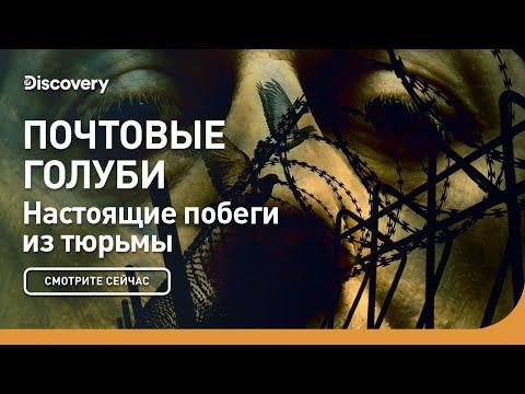Почтовые голуби | Настоящие побеги из тюрьмы | Discovery