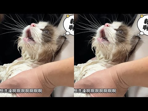 《2024秋季洗猫第二弹》之最不配合的猫，话多还总想飞