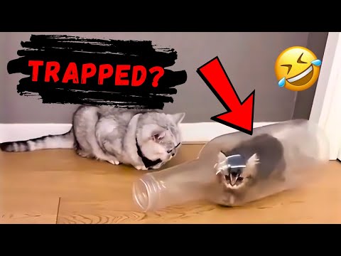 CRAZY animals will make you LAUGH TO DIE 😅 Funniest cats and dogs 😂