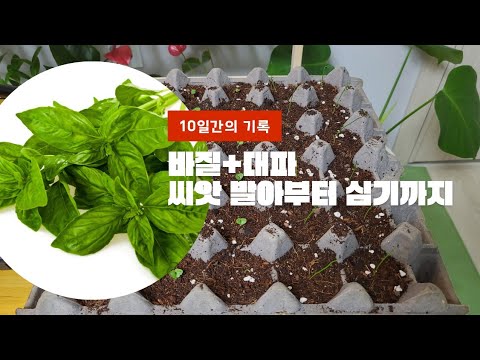 다이소에서 사온 대파+바질 싹 틔우고 옮겨심기까지/도시텃밭