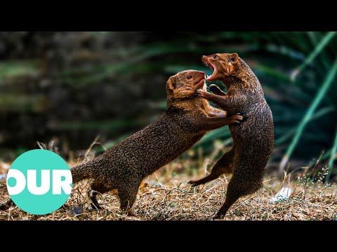 How a Mongoose Gang Fights Off Snakes in the Wild | Our World