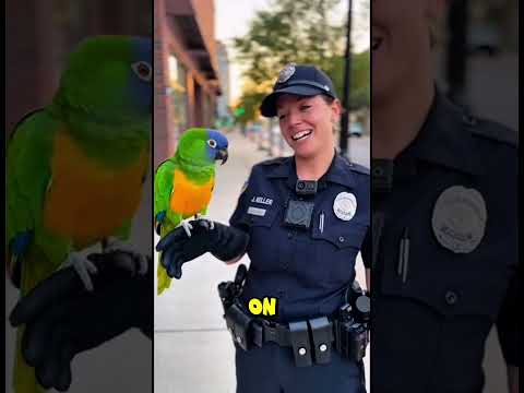 Parrot with a Golden Heart vs Regular Parrot Which Makes a Better Pet