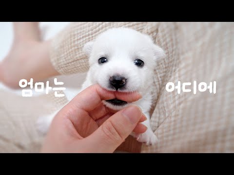 엄마 잃은 아기강아지들 임시보호 이야기 [잡곡들 전체보기]