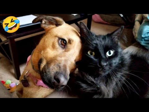 Funny videos of CATS🐱 and DOGS🐶 Best funny videos of ANIMALS 🤣2025