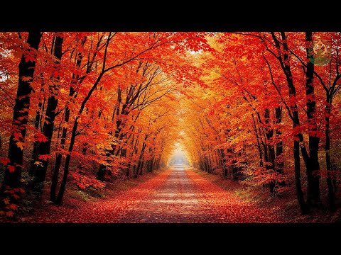(No Ads) Soothing Autumn Melodies 🍁 Stress Relief and Emotional Healing