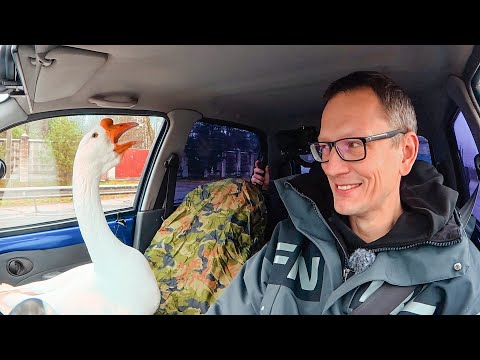 ЧТО С ГУСЁМ ? ПРОДАЮ МАТИЗ. НАШ НОВЫЙ ВЕЗДЕХОД. ЯГУАР ЕЩЁ ЖИВ.