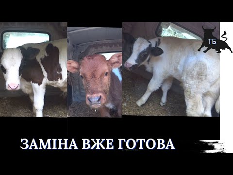 №31. Відгодівля биків в Україні. Нова маленька партія бичків вже готова.