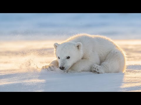 Winter Morning Calm ❄️ Peaceful Snowy Landscapes & Soft Nature Sounds