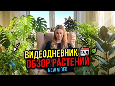 Моя коллекция комнатных растений! ДО/ПОСЛЕ Как изменились растения за три месяца у меня дома?