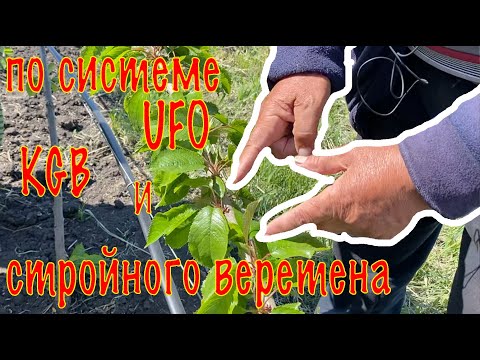 😱 Первый год посадки черешневого сада: удивительные результаты системы UFO, KGB и стройного веретена
