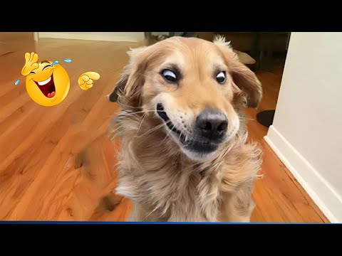 When God Sends You Funny Dogs And Cats 😹🐶Funniest Pets Compilation That Will Make You Laugh Until 🐾