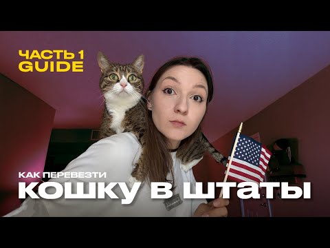 Как перевезти кошку в США - инструкция + PDF гайд