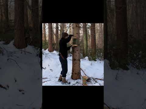Winter forest | Bird feeders | Wooden cabin #bushcraftimprovisation