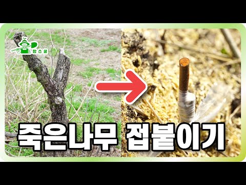 나무가 죽었다고요?ㅣ접목을 해보세요!ㅣ죽은 나무를 살리는 마술