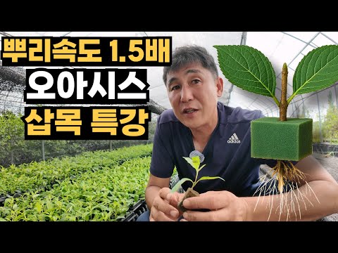 뿌리 속도 1.5배! 오아시스 삽목으로 연간 60만 주 생산!