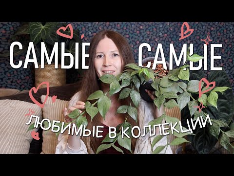 САМЫЕ-САМЫЕ! Любимые растения в коллекции!