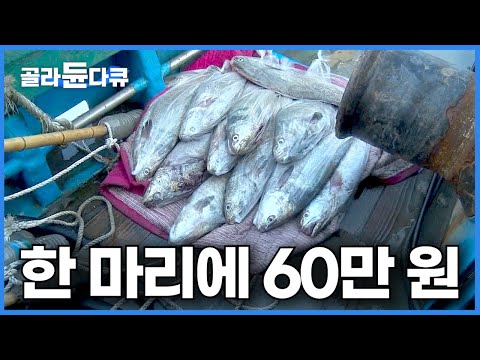 이게 쉬운 게 아닌데 이 정도만 잡아도 사실상 만선! 1미터 10kg 대물 잡는 진짜 베테랑 어부┃잡으면 바로 죽어 활어 회로 먹기 힘든 물고기┃만선 민어잡이┃극한직업┃#골라듄다큐