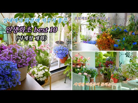 아파트 베란다나 확장형 거실 등 실내에서 화분에 키우기 좋고, 사계절 꽃피우는 식물 / 인생화초 10종 추천 (1편~3편 묶음)