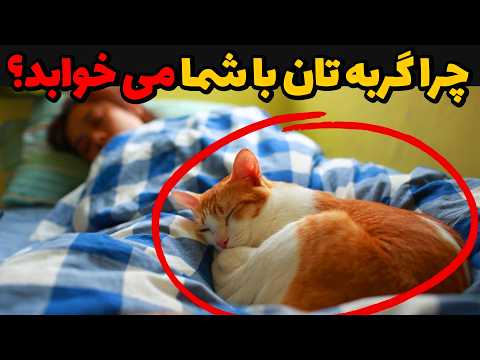 چرا گربهتان با شما میخوابد؟ - محل خواب گربهتان چه چیزی را در مورد رابطهتان فاش میکند؟
