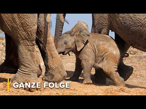 Waisenelefanten retten: Können sie ohne ihre Mütter überleben? | Bewahrer der Wildnis 101