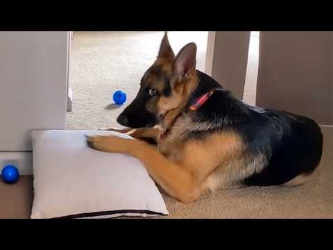 German Shepherds are the FUNNIEST DOGS in the World 🐶