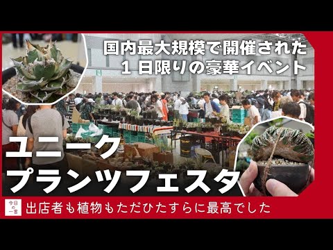 1日限りの超豪華イベント「ユニークプランツフェスタ/UNIQUE PLANTS FESTA」が最高な植物だらけだったので紹介したい【アガベ・塊根・多肉】
