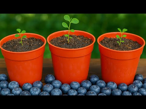 🟣 How to Transplant Blueberries Grown from Seed