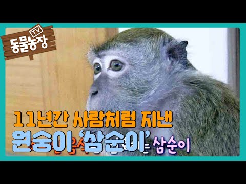 The clever 'Samsooni' who lived like a human for 11 years @TV Animal Farm 20151108