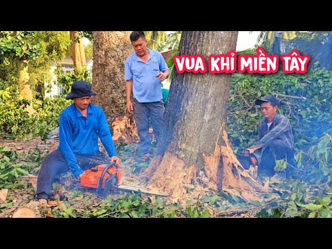 Vua Khỉ cưa bật gốc 3 cây Dầu và Sao lớn ở Tây Ninh.