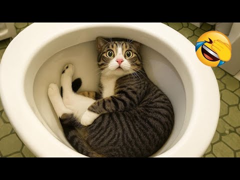 You Laugh You Lose π
Best Funny Cats and Dogs Videos πΉπΆ Part 3