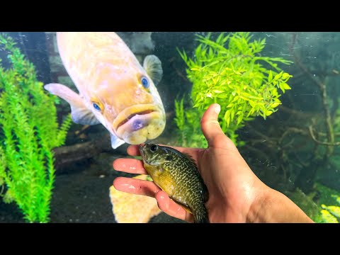 Warning: Do NOT put Bluegill with Bass