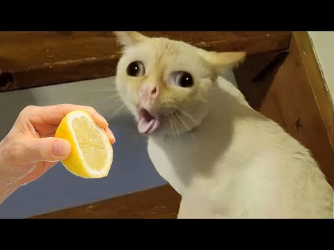 Laugh until you cry with these hilarious animals 😂