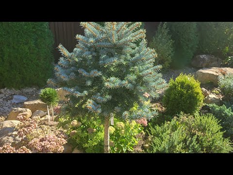 Хвойные новинки, обзор. Небольшая прогулка по саду, 31.10.2024