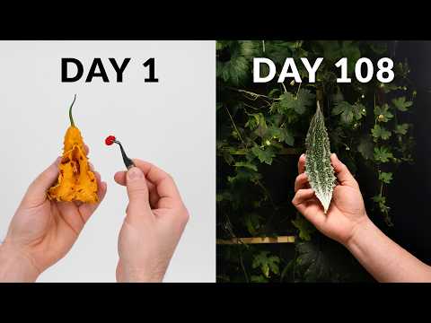 Bitter Melon 108 day time-lapse