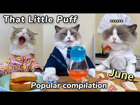 😋June Compilation | That Little Puff