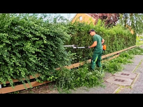 ÜBERWUCHERTE Hecke wird wieder in FORM gebracht. Die Stadt MECKERT schon! Satisfying Hedgecutting