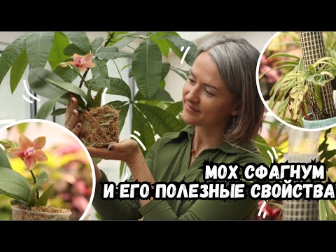 Sphagnum moss is a useful resource for gardeners / all about the beneficial properties of sphagnu...