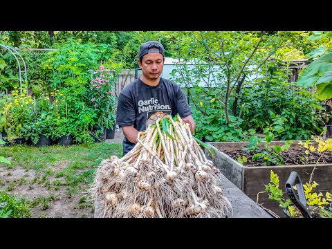 Never Ever Buying Garlic Again😤