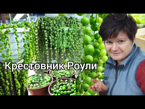 Мой СЕКРЕТ размножения КРЕСТОВНИКА  Роули.