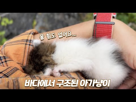 아기고양이 구조부터 육아까지 몰아보기 | 🌰해밤이 스토리 1편