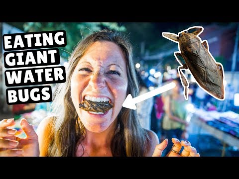 BUGS + INCREDIBLE Thai Street Food | Chiang Mai Sunday Night Market