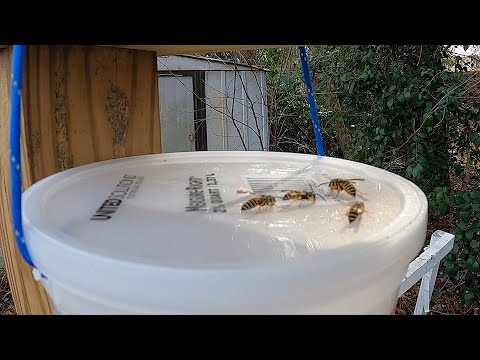 How to make easy reusable yellow jacket traps for your bee yards. Includes Bait Recipe!